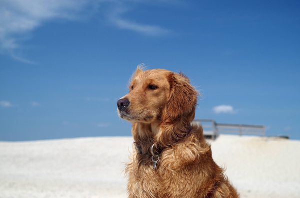 A golden retriever on a sandy beach, bringing you plenty of cool pics to brighten your Saturday.