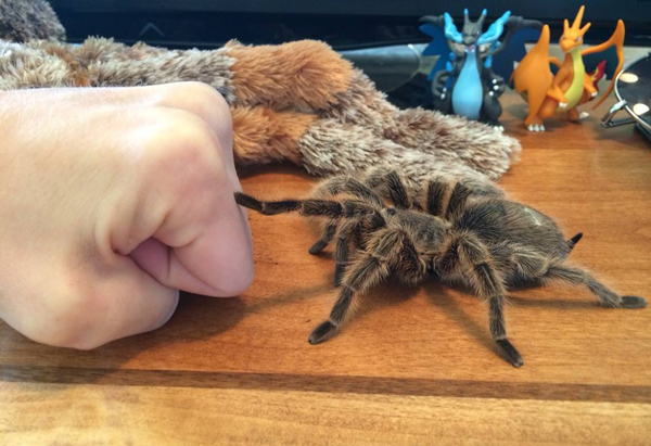 Plenty of cool pics of a tarantula being petted on a desk to brighten your Saturday.