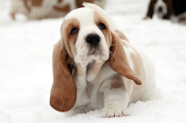 Fewer politics, more puppies! A basset hound puppy joyfully dashes through the snowy terrain.