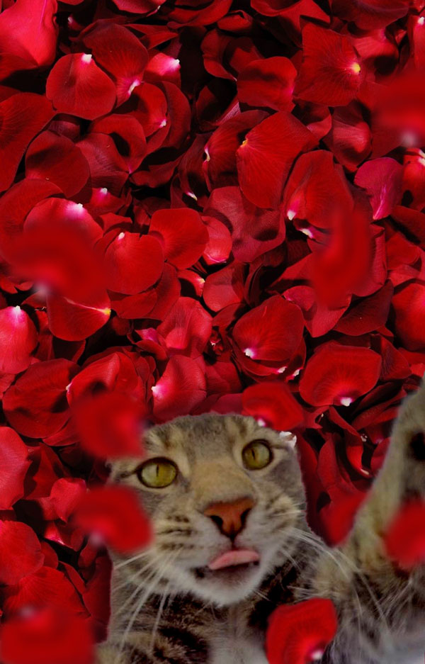 A cat is surrounded by a bunch of rose petals as it takes a selfie with dogs in this amazing collection of 16 photoshopped images.