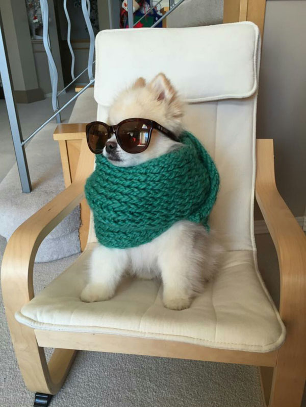A hipster dog sporting a scarf and sunglasses, showcasing how far the hipster trend has gone.