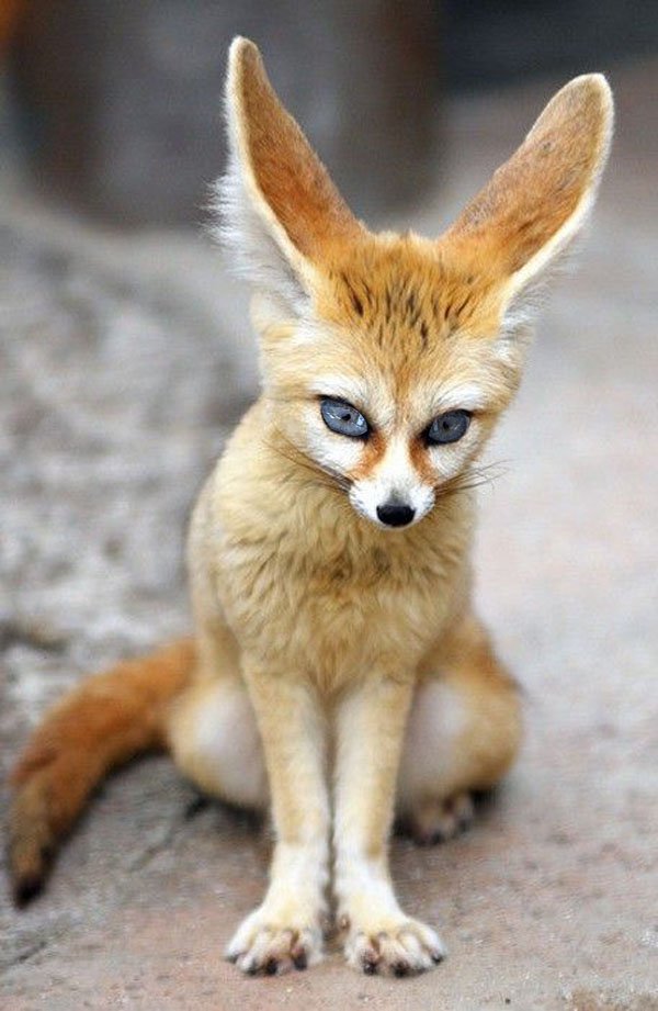 A small fox with blue eyes.