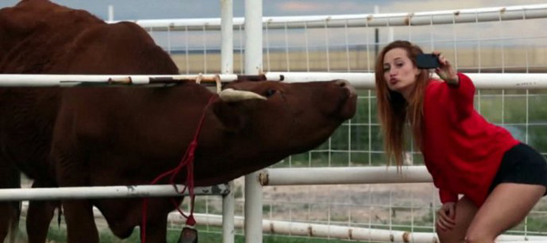 A girl is taking a selfie with a cow but receives an unexpected reply from her crush saying 