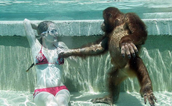 A woman in a bikini is swimming with an orangutan, showcasing their unique connection and friendship.