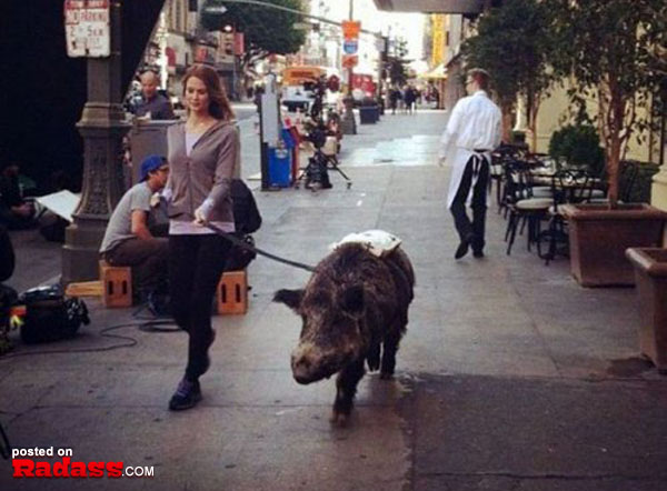 A woman is walking a pig down the street, but people on the sidewalk give her strange looks and chuckles.
