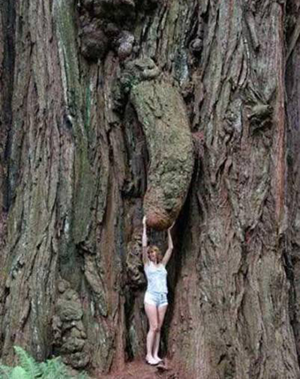 A woman in front of a giant redwood tree, contemplating 