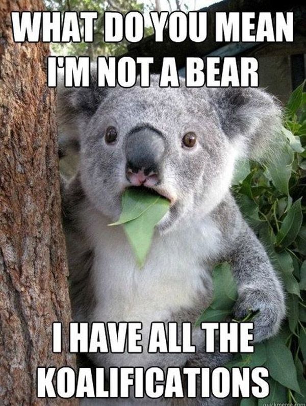 That's So Pucking Punny - What do you mean i'm not a bear i have all the koalaifications.