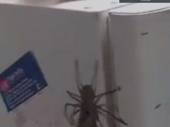A giant spider is resting on top of a refrigerator.