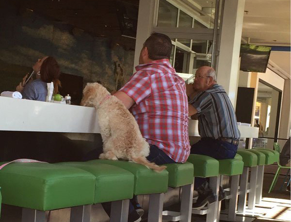 A man sitting at a bar with his loyal dog during Weekend Confessions.