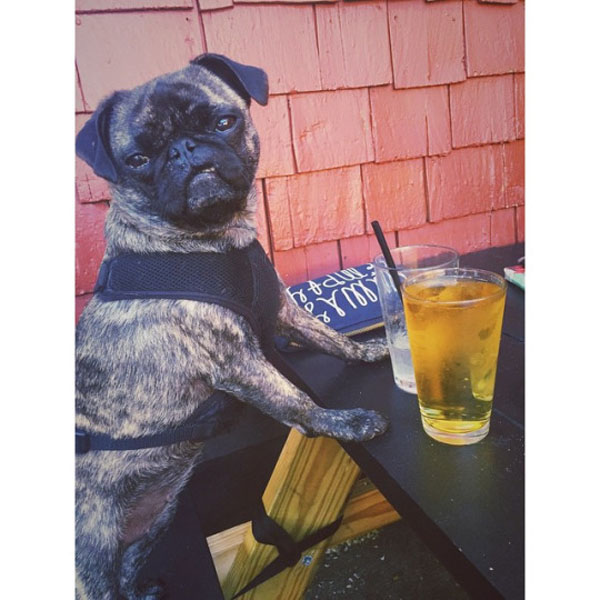 A dog enjoying weekend confessions while sitting at a table with a drink.