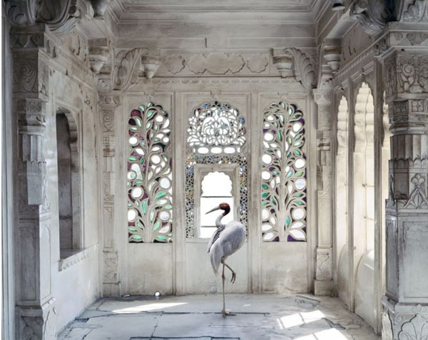 A white stork standing in an ornate room, captured by the winners of the 2012 International Photography Contest.