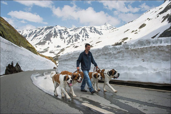 Two st bernard dogs walking down a snowy road in a beautiful world.