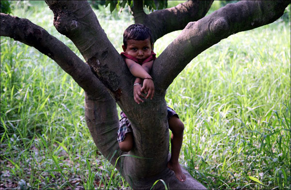 A young boy joyfully perched on a tree, showcasing the beauty of the world.