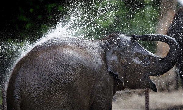An elephant is being sprayed with water in this collection showcasing the beauty of our world.