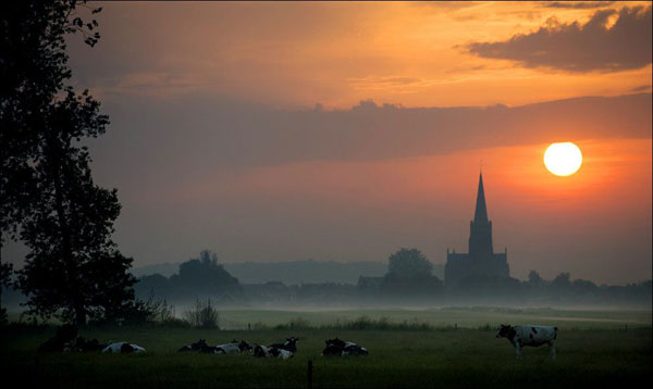 Cows grazing in a field, church in background - Beautiful World.