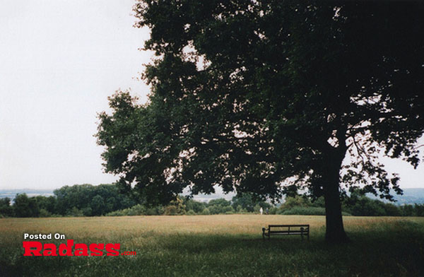 A bench in a field next to a tree, and I think to myself what a wonderful world.