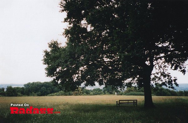 A bench in a field next to a tree, and I think to myself what a wonderful world.