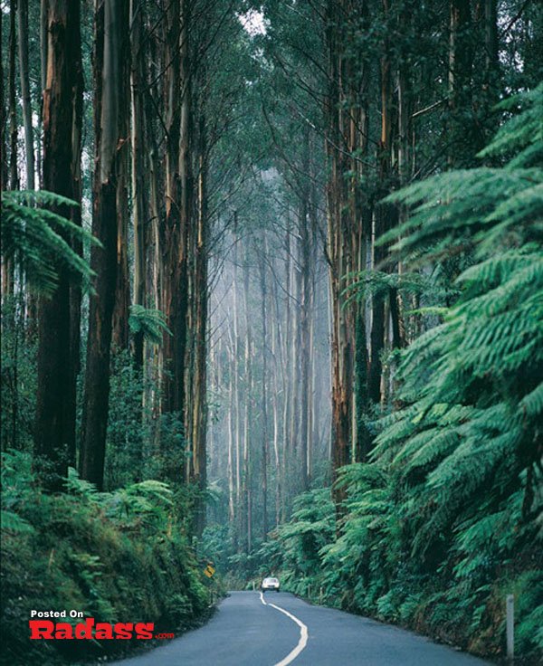 A road surrounded by trees and ferns, a wonderful world.