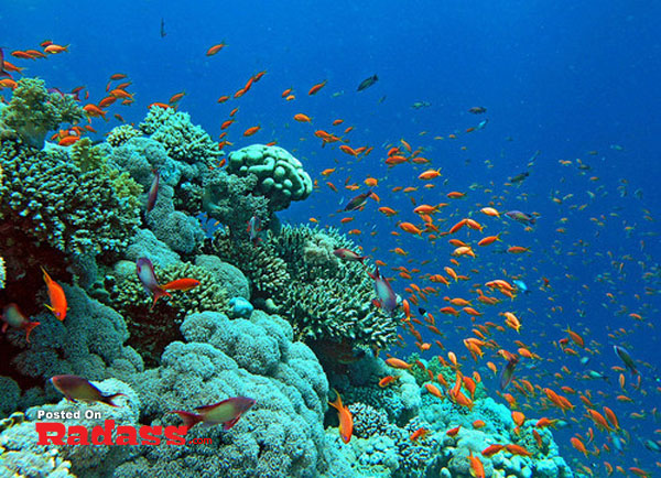 And I think to myself, what a wonderful world with a vibrant coral reef teeming with colorful fish.