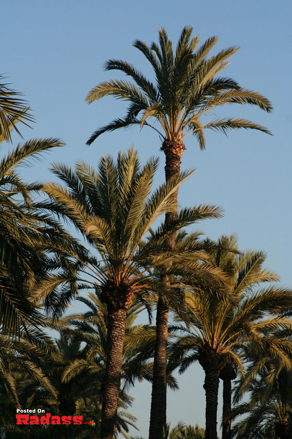 A group of palm trees in front of a blue sky, and I think to myself what a wonderful world.