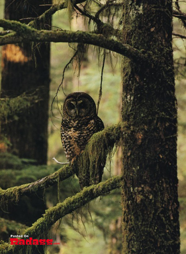 An owl perched on a branch, 