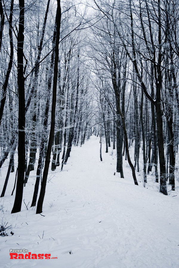 A snow covered path in a wooded area, a wonderful world.