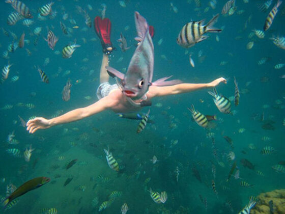 A man snorkeling in the water surrounded by a multitude of fish, captured in a perfectly timed photo.