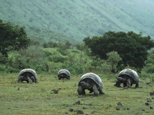 A group of tortoises walking on a grassy field in 39 photos you've never seen before.