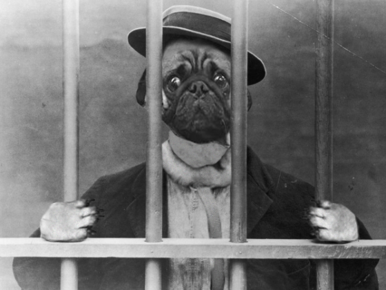 This Photoshop Treatment of a Pug in a Cage Is One of The Best Yet