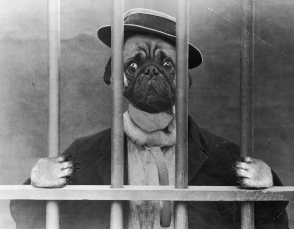 This Photoshop Treatment of a Pug in a Cage Is One of The Best Yet