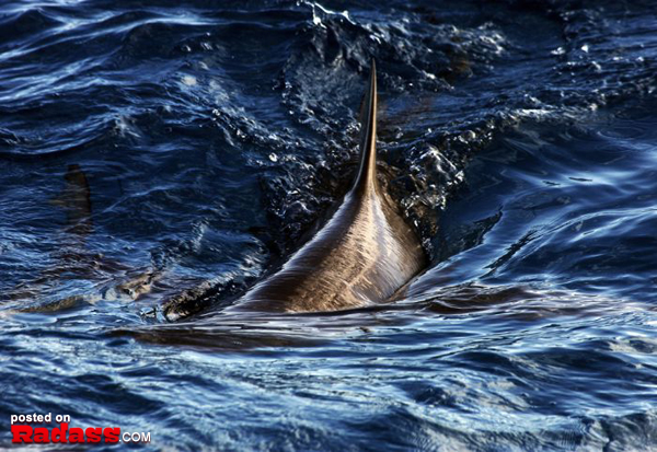 A marlin's tail elegantly cutting through the ocean, evoking a sense of Galeophobia.
