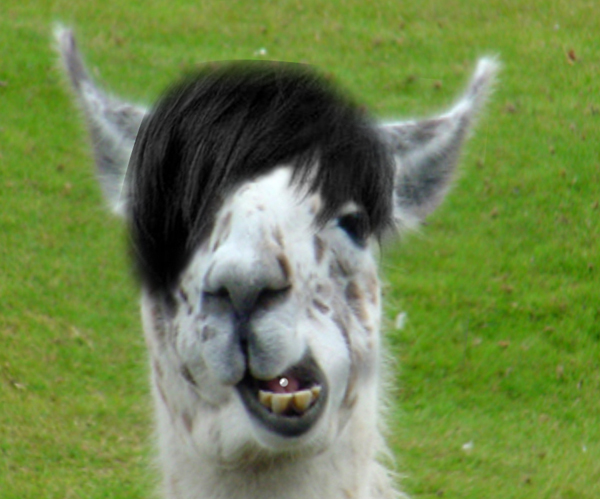 A llama with black hair, smiling.