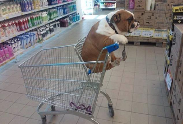 A bulldog sitting in a shopping cart in a store with a smile.