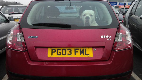 A dog is sitting in the back of a red car, smiling.