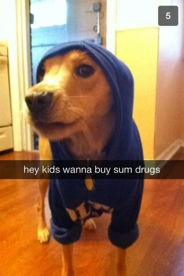 A Funny Snapchat of a dog in a blue hoodie standing on a wooden floor, too good to disappear.