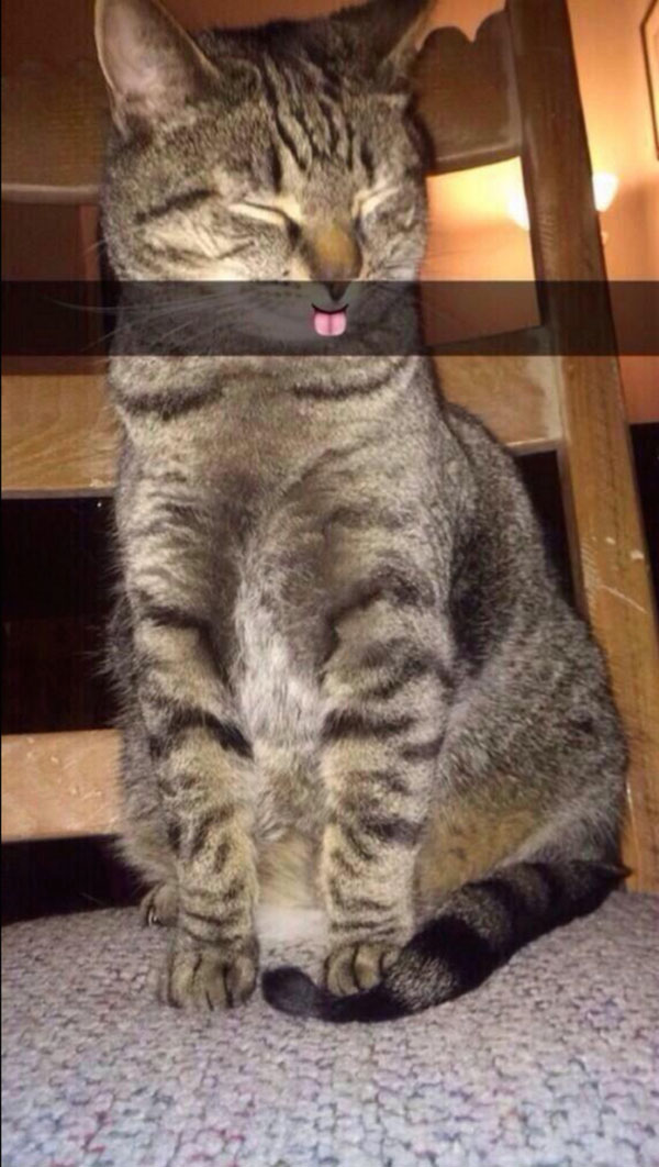 A funny Snapchat of a cat sticking its tongue out while sitting on a chair.