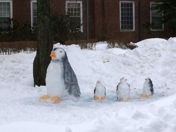 A group of penguins in the snow creating art.