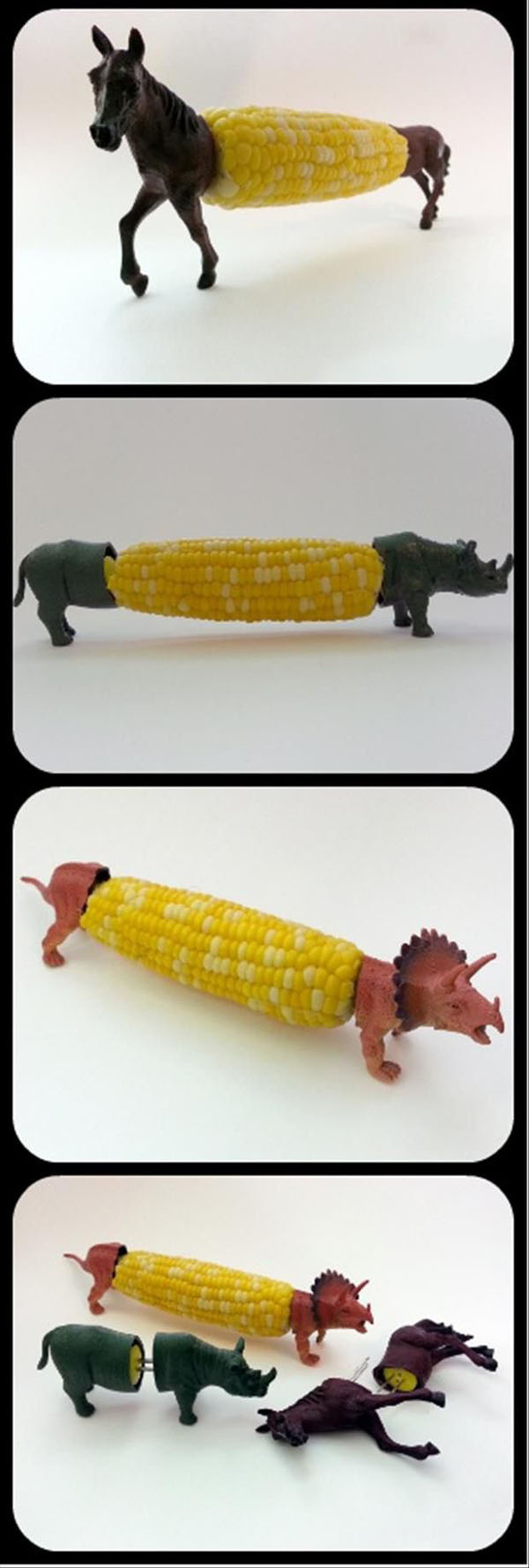 A series of pictures depicting a playful toy corn adorned with various animal figures.