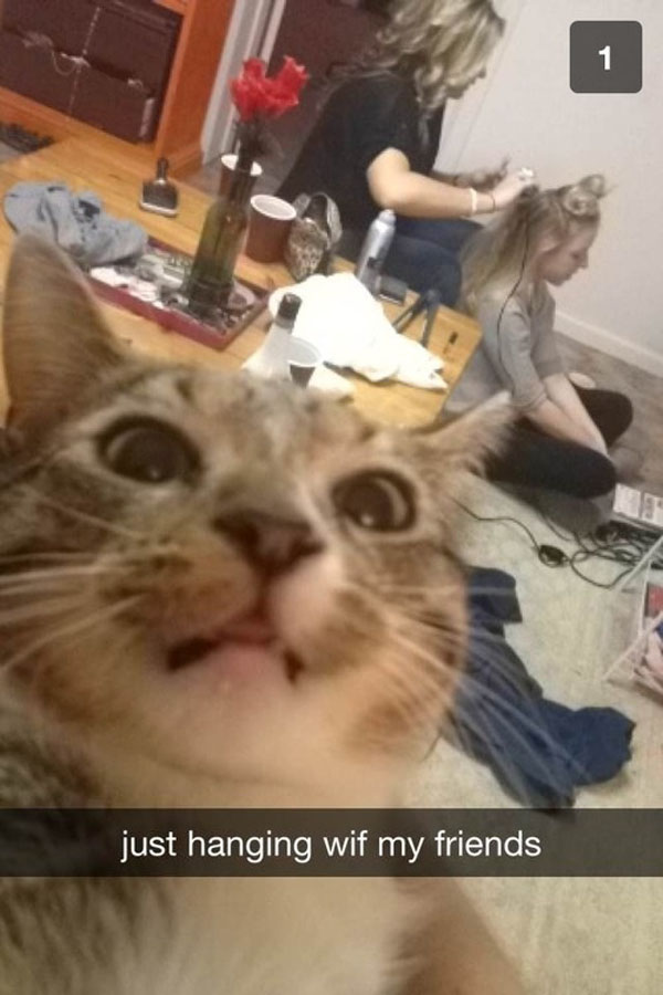 A cat is Snapchatting with her friends.