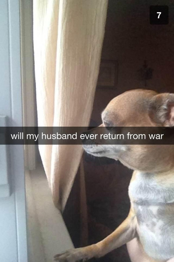 A chihuahua is looking out of a window, capturing the perfect Snapchat moment.