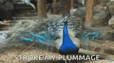 Peacock, stroke