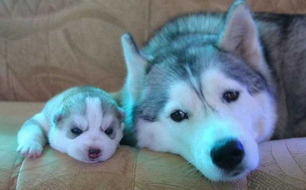 Adorable Puppies (10)