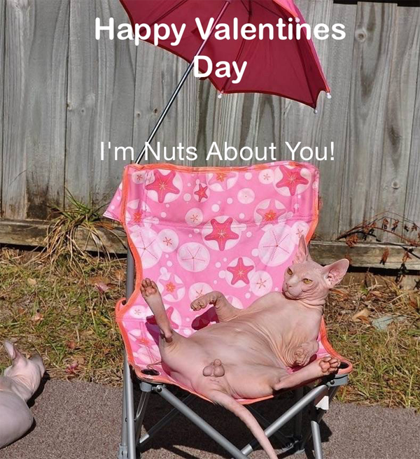 Funny valentines day cards on the internet. (2)