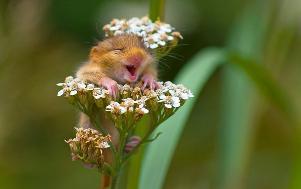 32 Happy Animals That Are Having A Better Day Than You. (1)