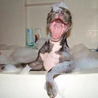One of the 32 Animals That Are Having A Better Day Than You is a dog enjoying a relaxing bath in a tub with soap.