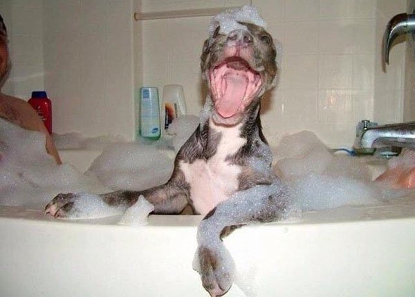 32 Happy Animals That Are Having A Better Day Than You. (2)