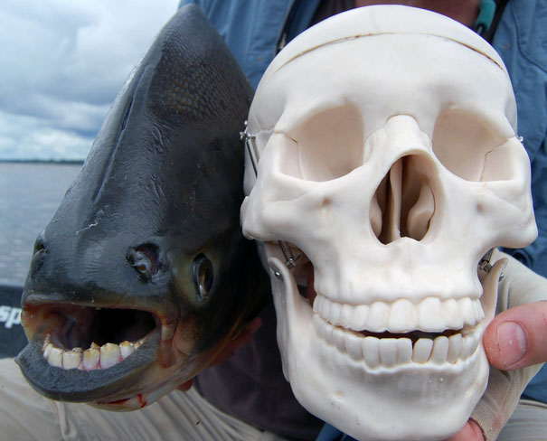 A man holding a skull and a fish in front of him.